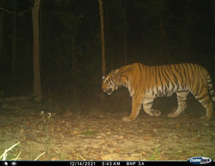 Nepalese tigers showed rapid behavioral response to reduced road traffic during COVID-19 lockdown, study finds